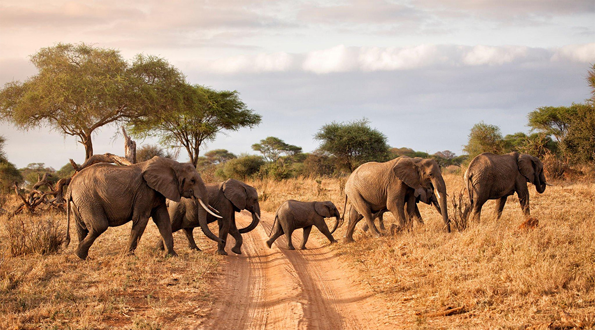 How to Plan an Unforgettable Tarangire National Park Safari