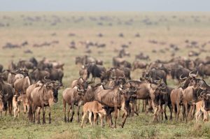 9 Days Serengeti Wildebeest migration