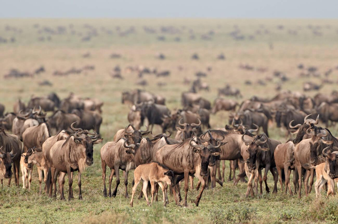 Wildebeest migration safari, river crossing