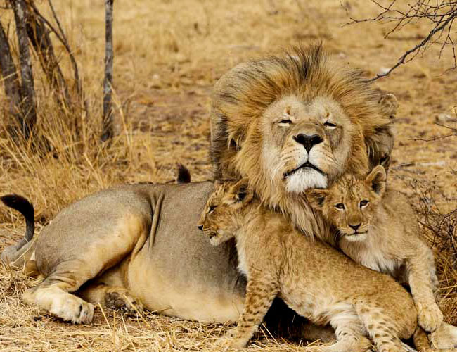 Best of Tanzania safari