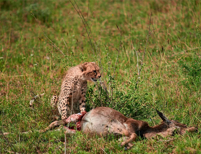 Tanzania classic safari