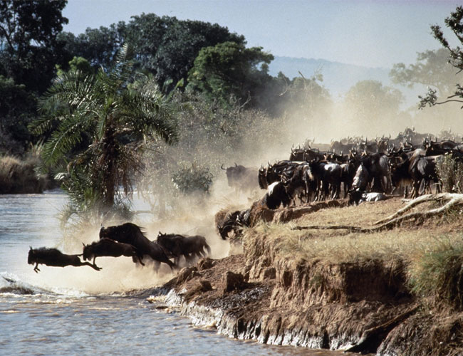 Serengeti wildebeest migration safari