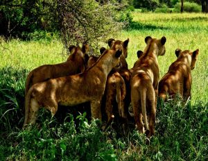 4 Days Camping Safari Tarangire Serengeti & Ngorongoro