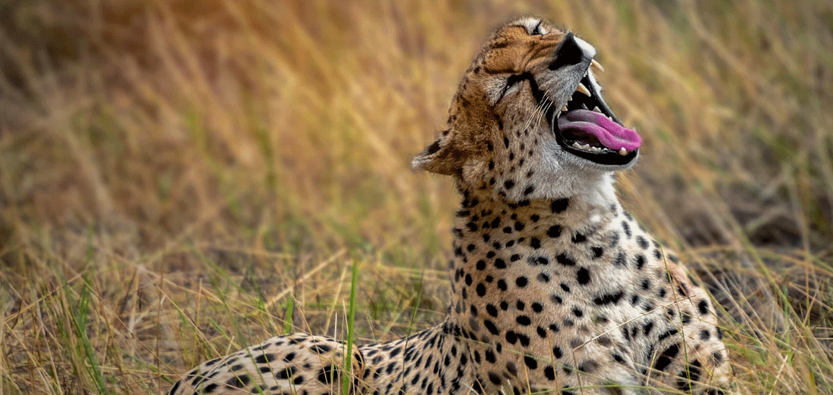 7 Days Mid-Range Safari