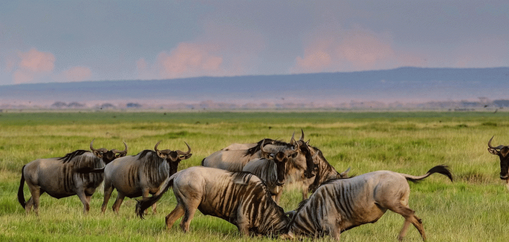 8 Days Budget Camping Safari