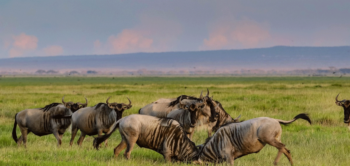 8 Days Budget Camping Safari