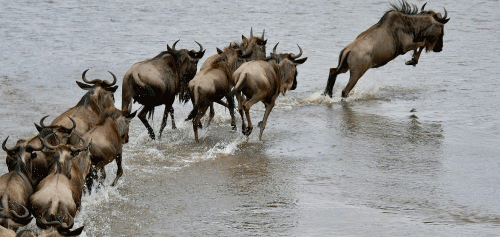 Tanzania Safari: Ultimate Guide to Wildlife & Migration