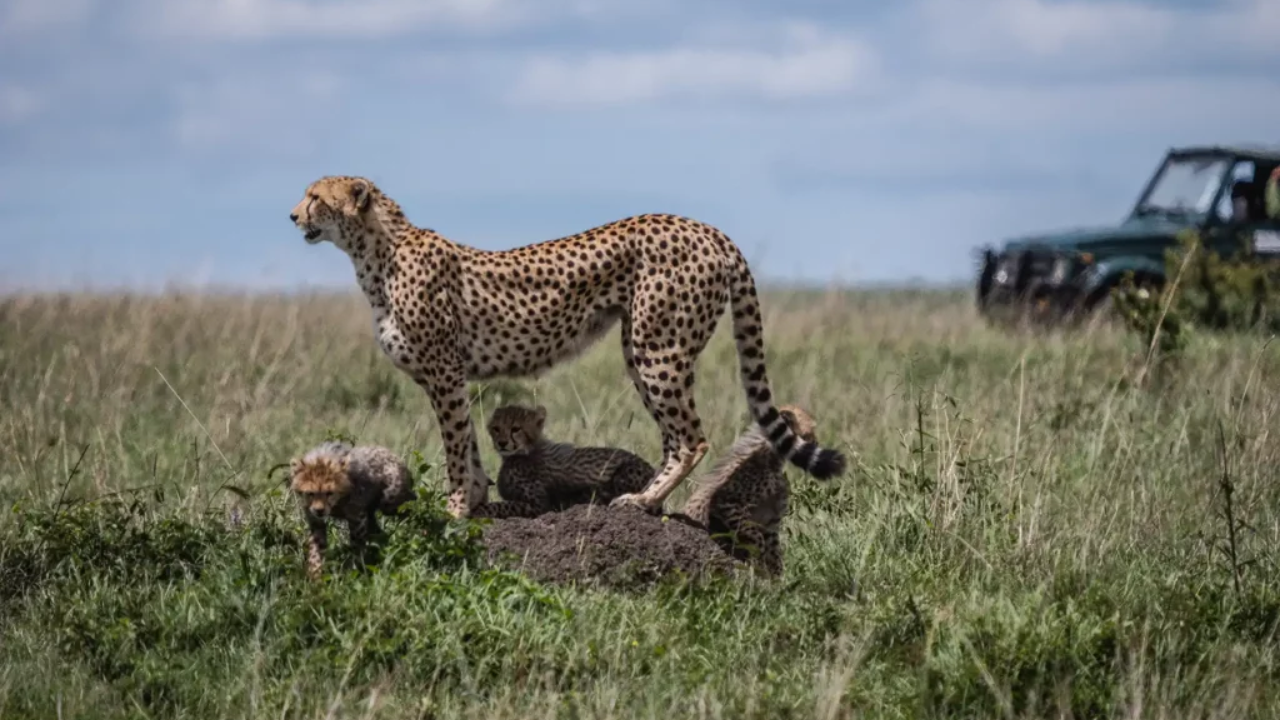 Best Time to Visit Tanzania – Dry Season Safari Tips