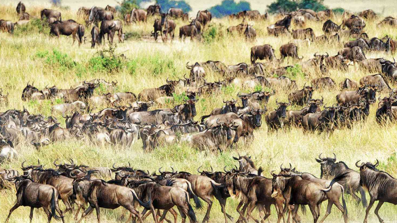 When to Go for the Great Migration