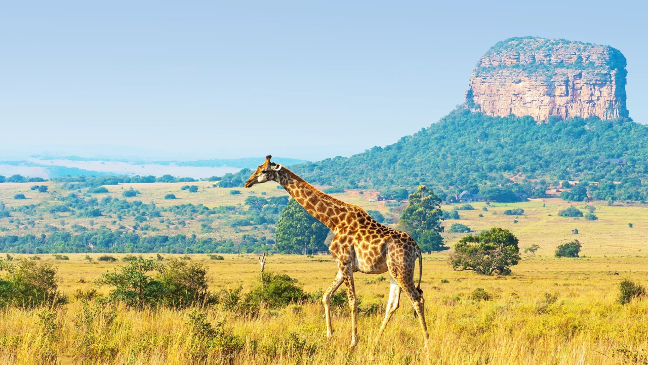 Tanzania Safari Highlights