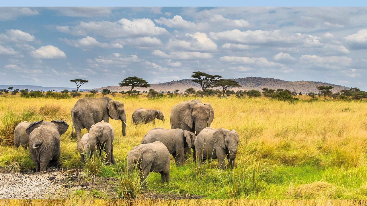 Why Tanzania Safaris Are Ideal for First-Time Visitors