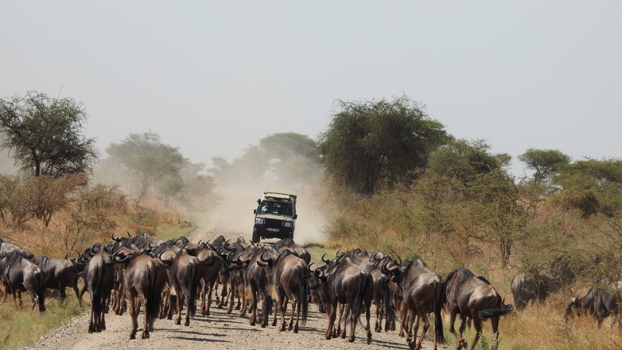 Serengeti Safari Month-by-Month Wildlife Calendar