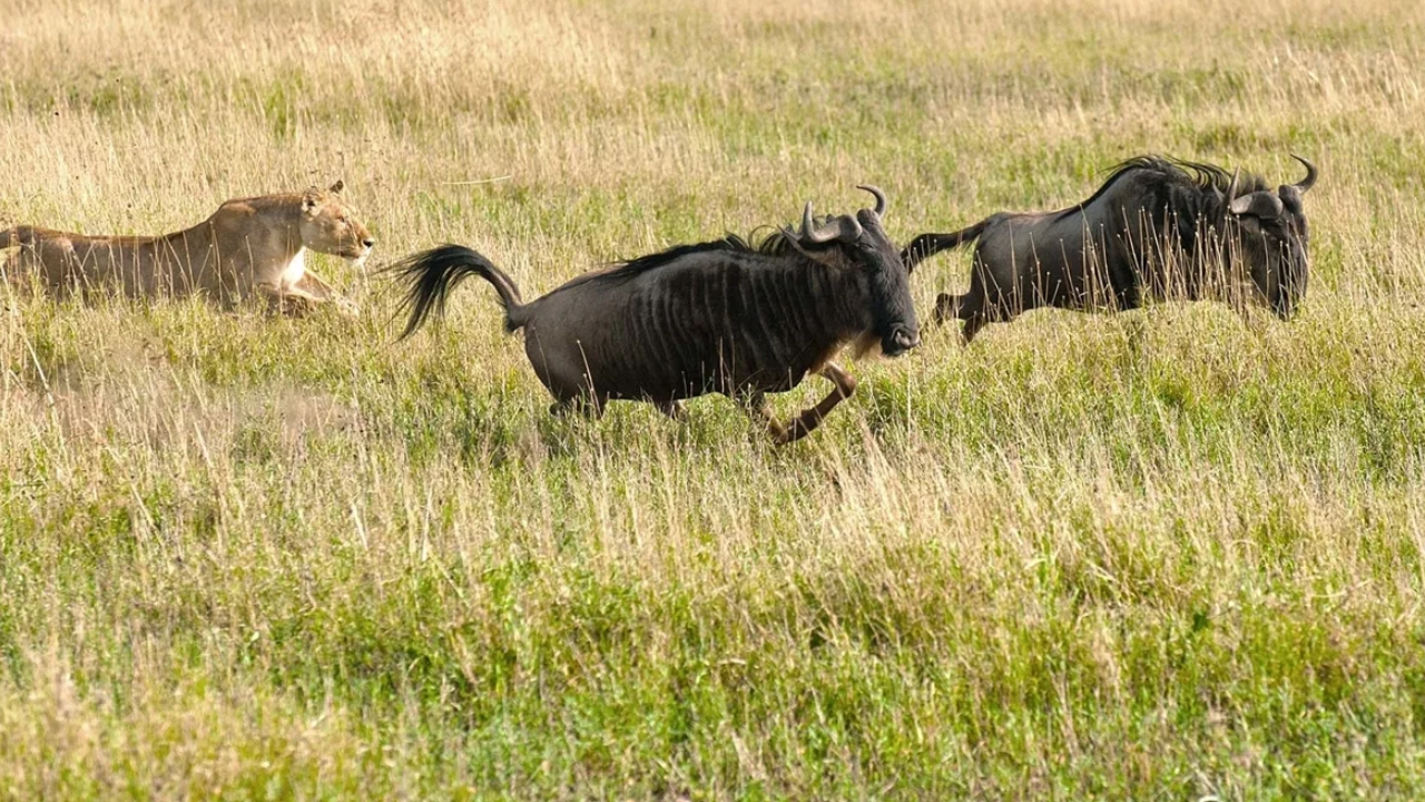 Northern vs Southern Tanzania Safari: Which One to Choose?