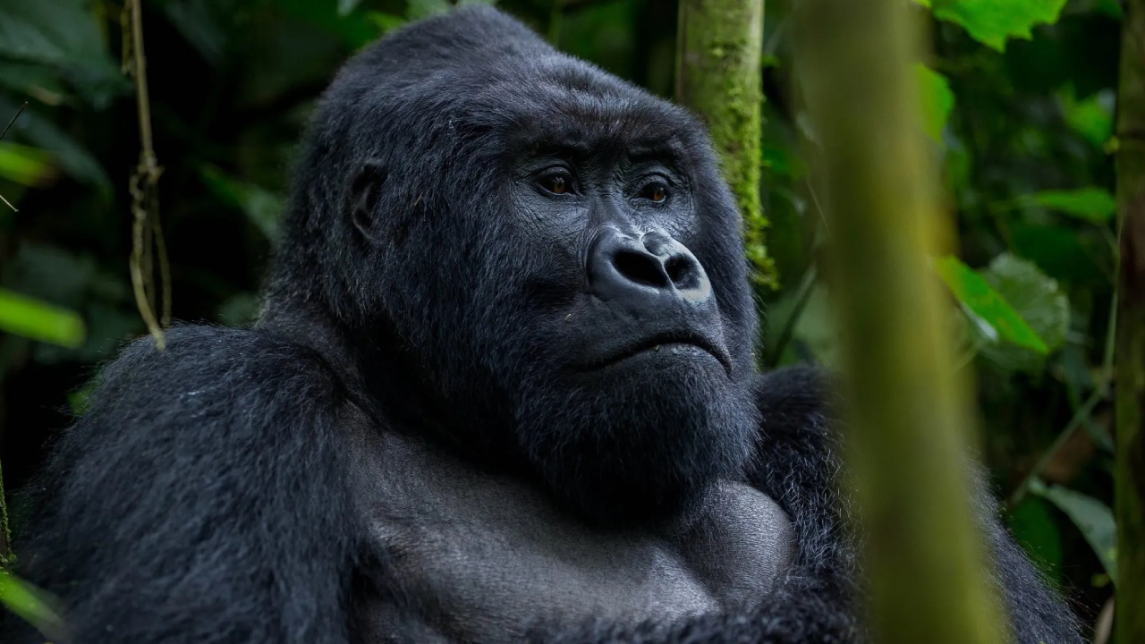 11 Day Tracking Gorillas Uganda