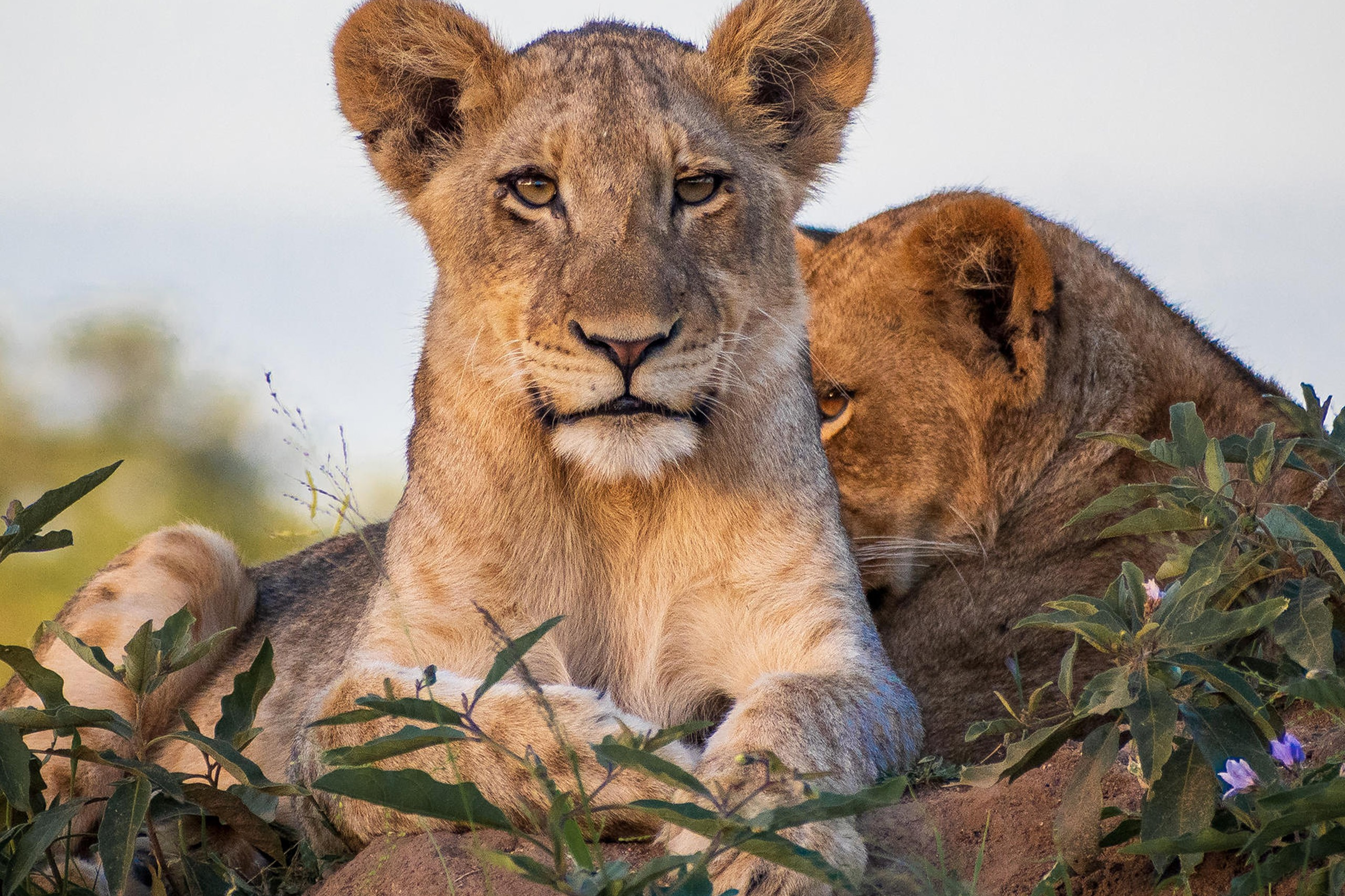 8 Day Luxury Sabi Sand Safari